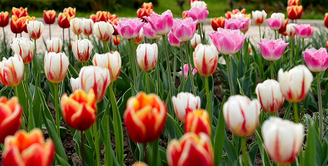Tulips: the global symbol of speculative bubbles