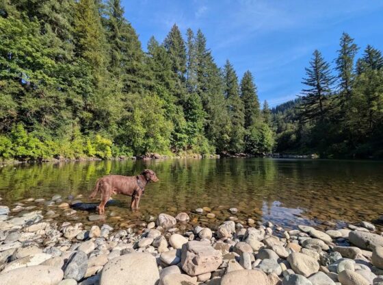 Elena-Medium-AIchat-2025